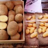 dscf3774___kopija.jpg