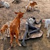 sudan.jpg