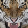 sibirski tiger.jpg