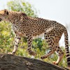 Gepard.jpg