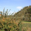 praznik_kozjanskega_jabolka_2014__100_.jpg