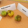 toplisko_jabolko014.jpg