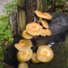 DSC01729.jpg