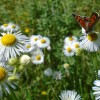 DSC04970.jpg