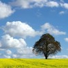 oblak vreme nebo polje drevo