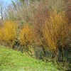 img_0907_45_1_000.jpg