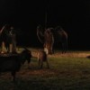 aladinove_jaslice_017.jpg