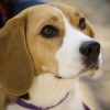 beagle_net.jpg