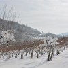 p_vinogradniki_05.jpg