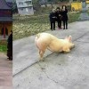 prašič, molitev.jpg