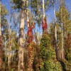 _topoli_vinika_br__ljan_img_1814_001.jpg