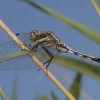 _tremni__modra___img_0783_001.jpg