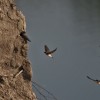 _breguljke_img_8425_001.jpg