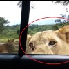 lev afrika park.jpg