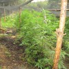 marihuana, foto policija