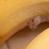 Pajek, banana