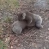 koala koali pretep ravs.JPG