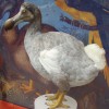 Dodo.JPG