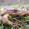 bufo_bufo_ribnik_treb__e.jpg