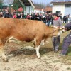 Dražba telic v Gornji Radgoni.JPG