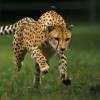 cheetah.jpg
