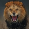 Lev, Atif Saeed.jpg