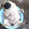 mops pes.JPG