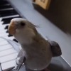 papiga.JPG