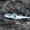Lagocephalus sceleratus, riba napihovalka.jpg