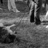 z_walk_40.jpg