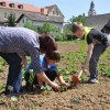 solska_gredica___01.jpg