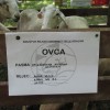 ovce053.jpg