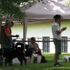 ovce015.jpg