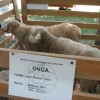 ovce056.jpg