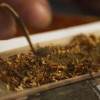 kanabis konoplja marihuana joint.jpg