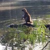 rakun, aligator.jpg