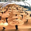 ganoderma lucidum.jpg