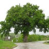 hrast