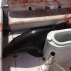 delfin, polomil.jpg