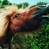 poni.jpg