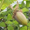 Okoli cveta rastejo male "novomeške" banane.