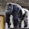 Gorila, Shabani.jpg