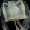 meduza, Chiropsella Saxoni.jpg