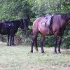 krtinska_deteljica_012.jpg
