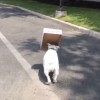 Diesel - buldog s škatlo.jpg