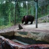 medved, zoo park rožman.jpg