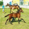 jernejevo_076.jpg