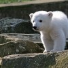 Knut.jpg