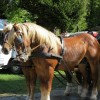 img_9071_17_1_000.jpg