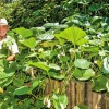 Čudežna lopata Antona Komata